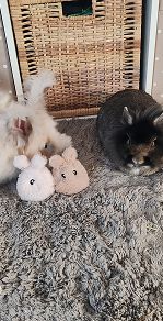 lapins