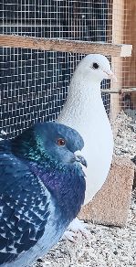 pigeons